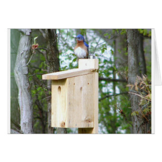 Bluebird Rufled Feathers