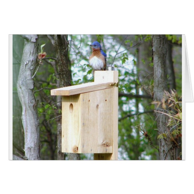 Bluebird Rufled Feathers (Anverso (Horizontal))