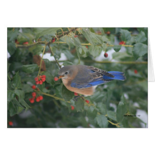 Bluebird y bayas