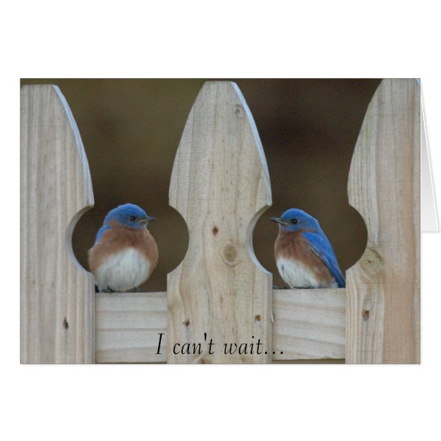 Bluebirds (Anverso (Horizontal))