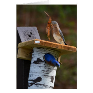 Bluebirds dulces de la jerarquización