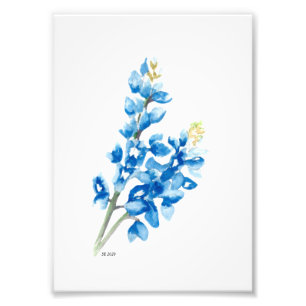 Bluebonnet 4 foto impresa