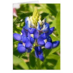 Bluebonnet de Tejas