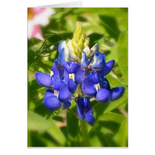 Bluebonnet de Tejas w/insert