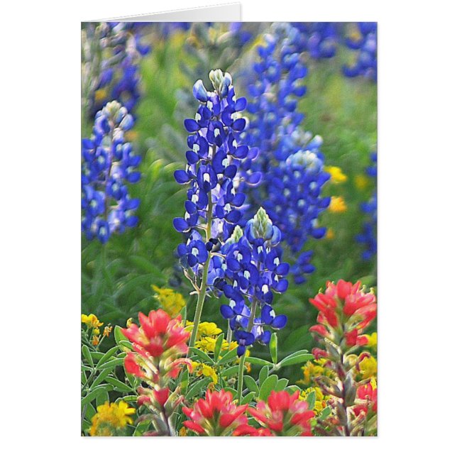 Bluebonnet estilizado (Frente)