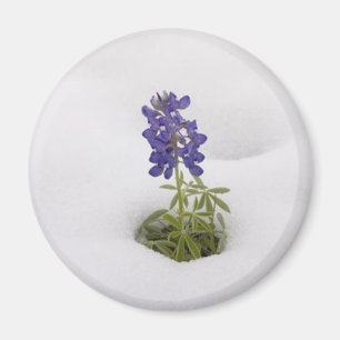 Bluebonnet Nevado - imán