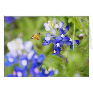 Bluebonnet y Bee