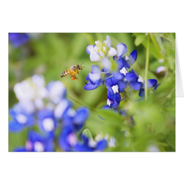 Bluebonnet y Bee (Anverso (Horizontal))
