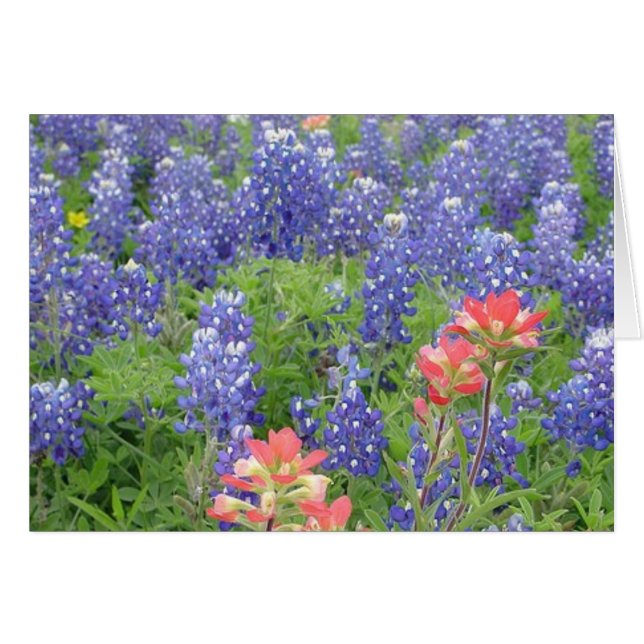Bluebonnets (Anverso (Horizontal))