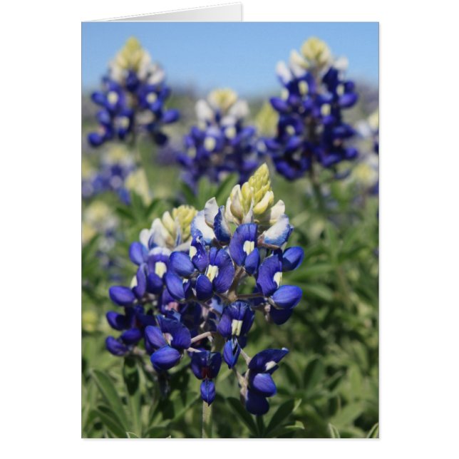 Bluebonnets (Frente)