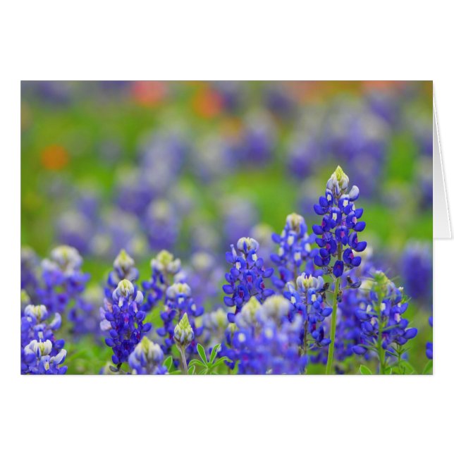 Bluebonnets de Tejas (Anverso (Horizontal))