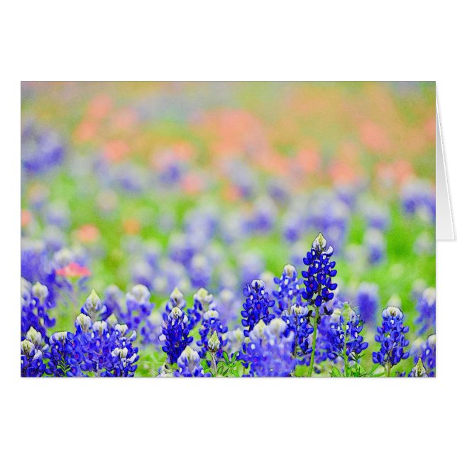 Bluebonnets en la tarde (Anverso (Horizontal))
