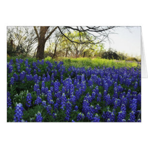 Bluebonnets en la tarde