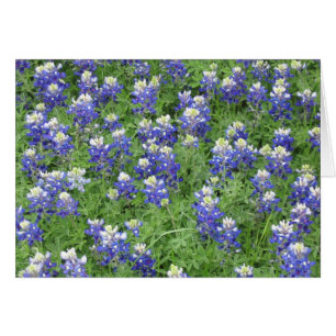 Bluebonnets en un campo