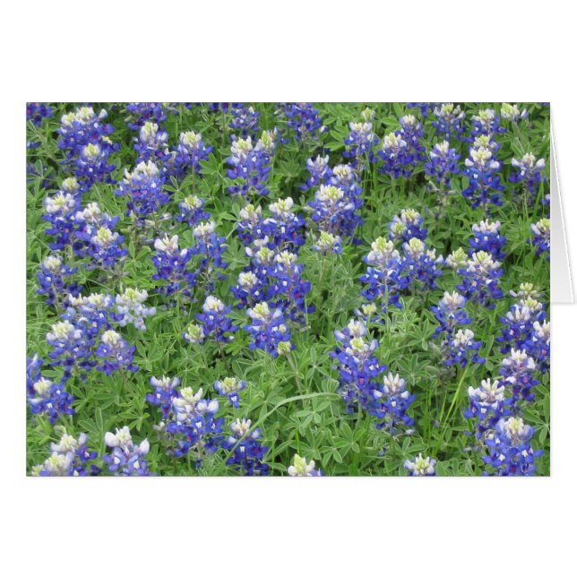 Bluebonnets en un campo (Anverso (Horizontal))