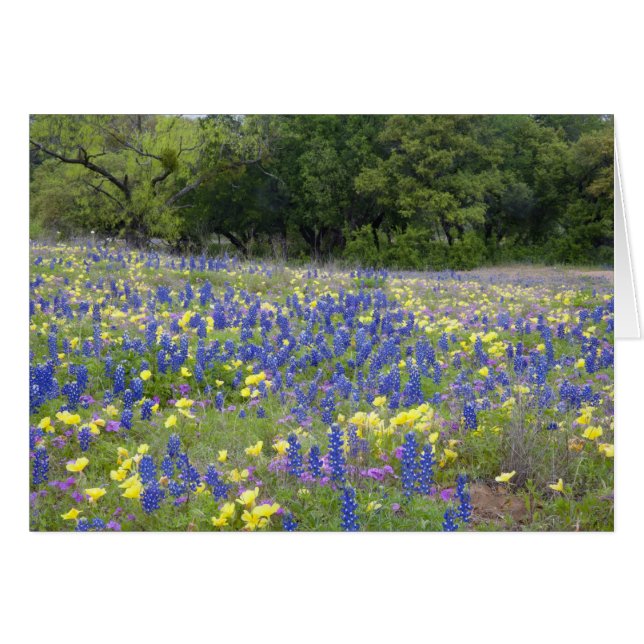 Bluebonnets, primrose y phlox (Anverso (Horizontal))