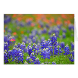 Bluebonnets suaves del foco