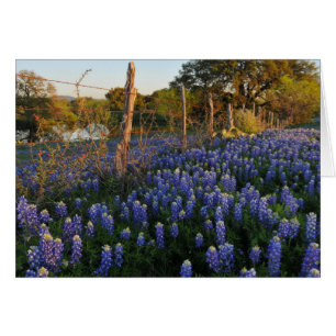 Bluebonnets y cerca del alambre de púas