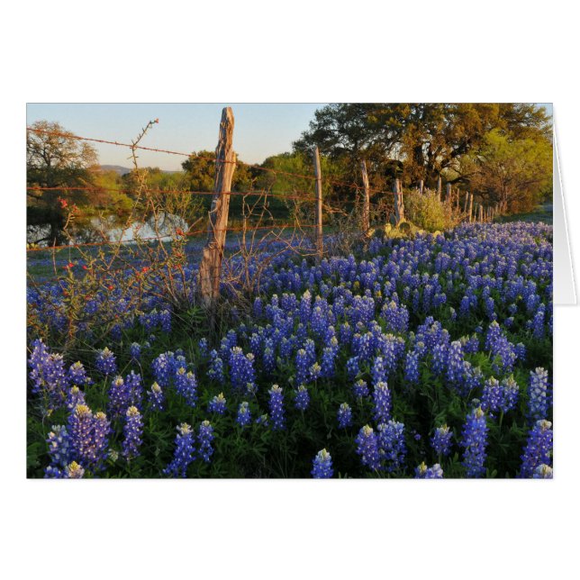 Bluebonnets y cerca del alambre de púas (Anverso (Horizontal))