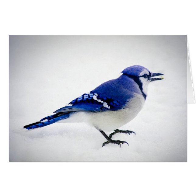 BlueJay (Anverso (Horizontal))