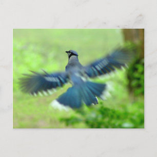 Bluejay en la postal del vuelo