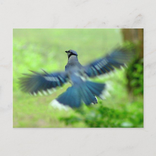 Bluejay en la postal del vuelo (Anverso)