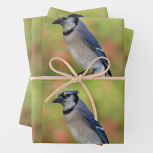 Bluejay - Todas las hojas de papel de ajuste de oc