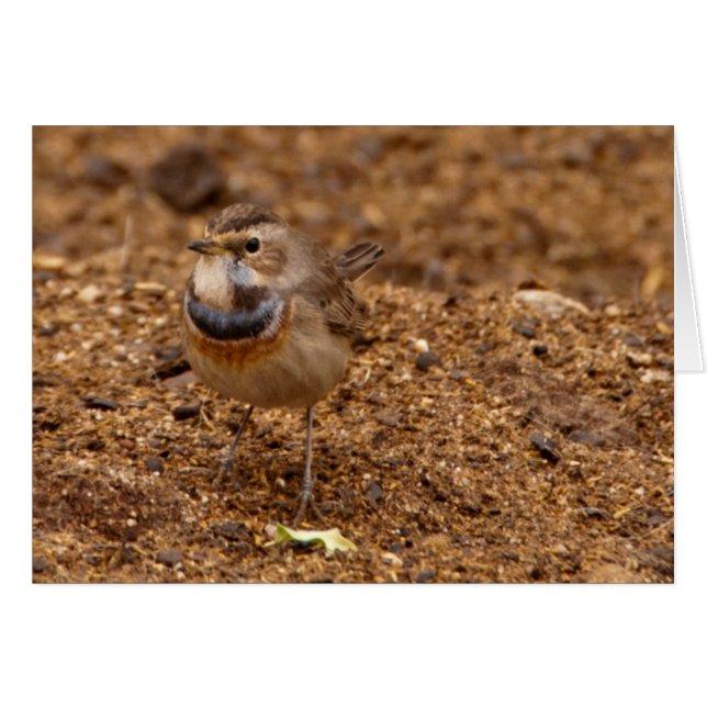 Bluethroat, Blaukehlchen, Luscinia svecica (Anverso (Horizontal))