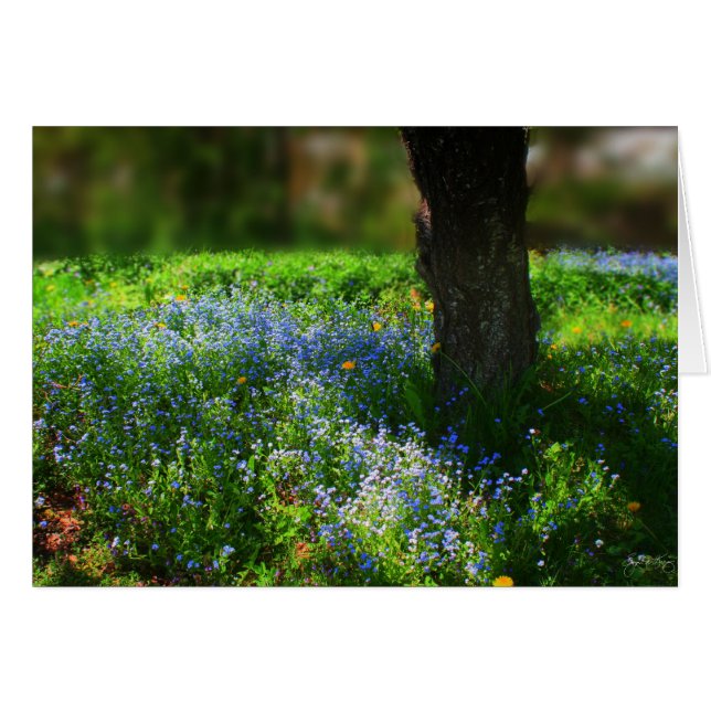Bluets al sol (Anverso (Horizontal))