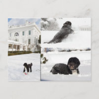 Bo "El perro de la familia Obama" en la postal de 