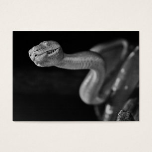 Boa blanco y negro del árbol