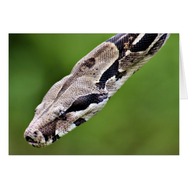 Boa Constrictor (Anverso (Horizontal))