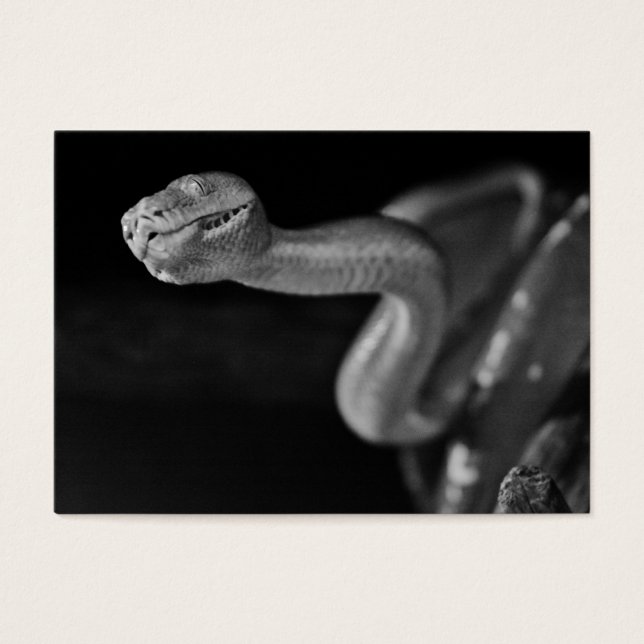 Boa de árbol blanco y negro (Frente)