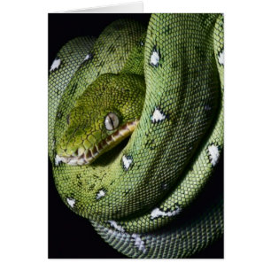 Boa de serpiente verde