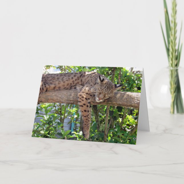 Bob Cat - Tarjeta del Día del Padre de Cat Nappin (Anverso)