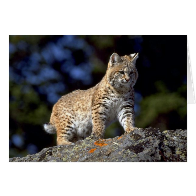 Bobcat (Anverso (Horizontal))
