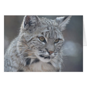 Bobcat asombroso