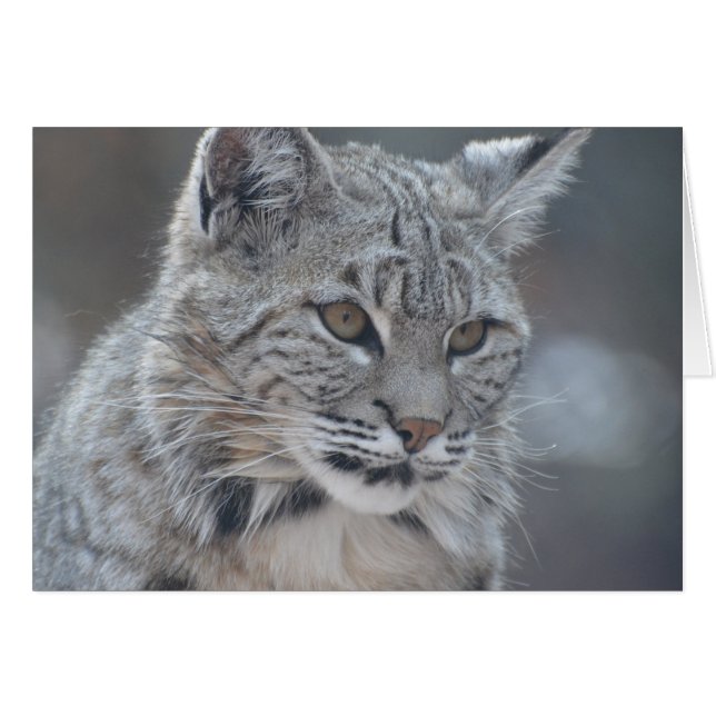 Bobcat asombroso (Anverso (Horizontal))