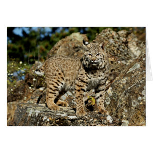 Bobcat en las rocas