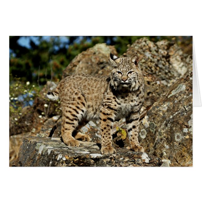 Bobcat en las rocas (Anverso (Horizontal))