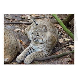 BobcatBCR017