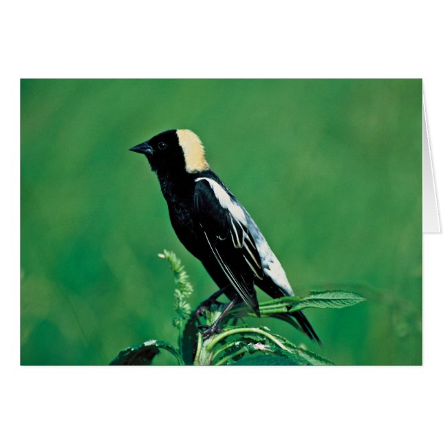 Bobolink (Anverso (Horizontal))