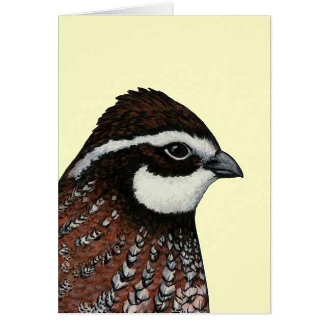Bobwhite Quail Head (Frente)