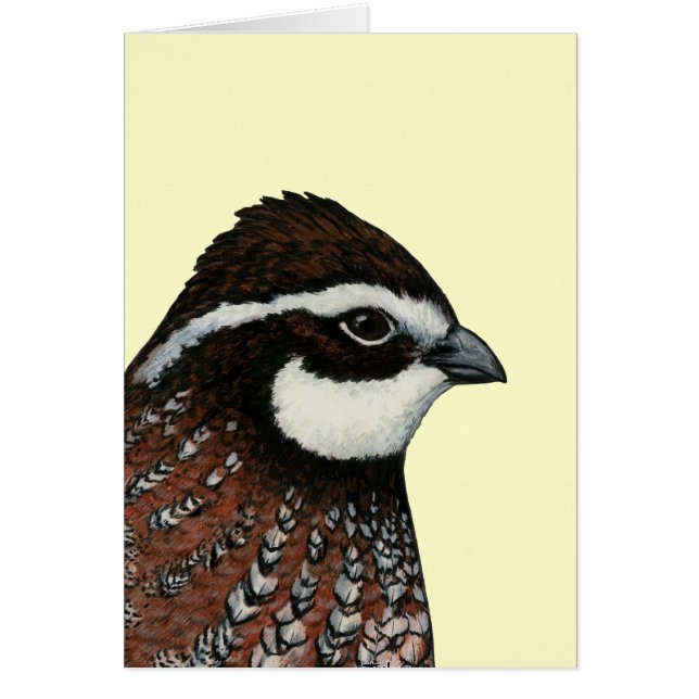 Bobwhite Quail Head (Frente)