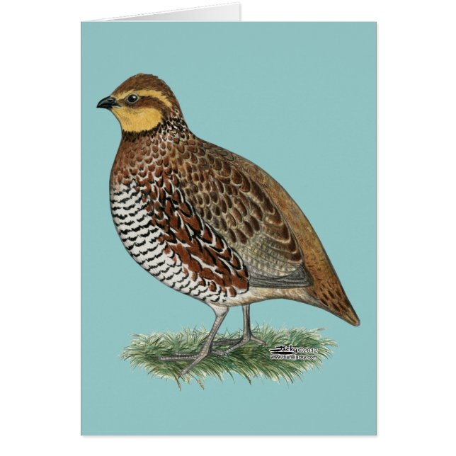 Bobwhite Quail Hen (Frente)