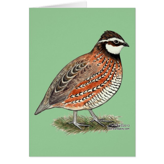 Bobwhite Quail Rooster (Frente)