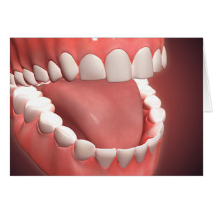 Boca Humana Abierta, Mostrando Dientes, Gomas Y Le