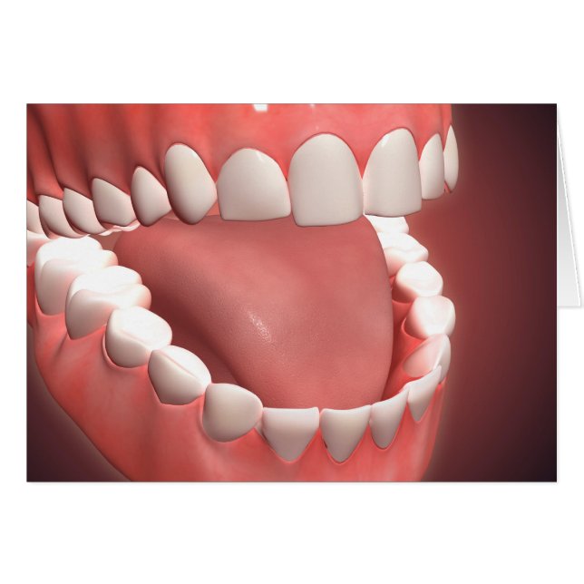 Boca Humana Abierta, Mostrando Dientes, Gomas Y Le (Anverso (Horizontal))