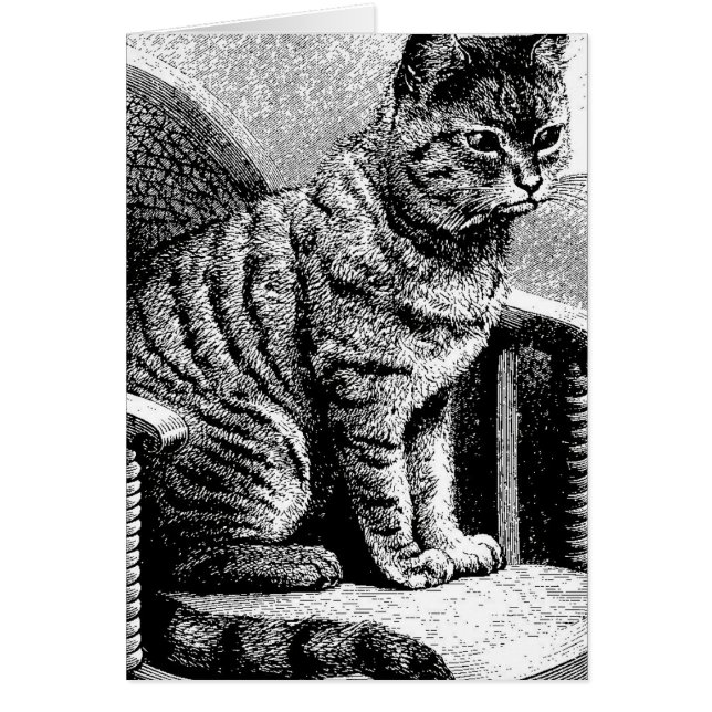 boceto de gato (Frente)