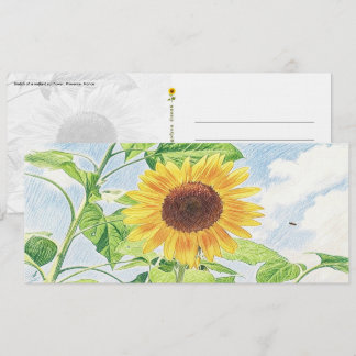 Boceto de Girasol Radiante - Tarjeta Postal
